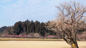 20100304_1020shuusei.jpg