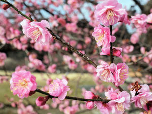 20100304_1032shuusei.jpg