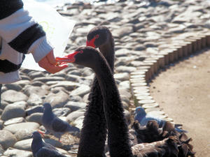 20100304_1155shuusei.jpg
