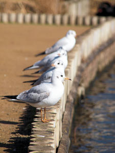 20100304_1156shuusei.jpg