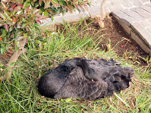20100304_1052shuusei.jpg