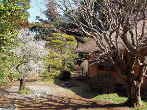 20100304_1171shuusei.jpg