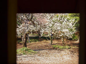 20100304_1175shuusei.jpg