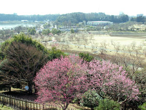 20100304_1206shuusei.jpg