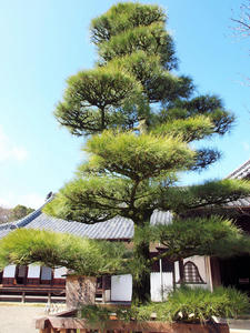 20100304_1225shuusei.jpg