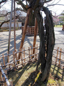 20100304_1238shuusei.jpg