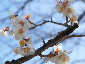 20100304_1241shuusei.jpg