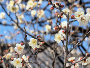 20100304_1243shuusei.jpg