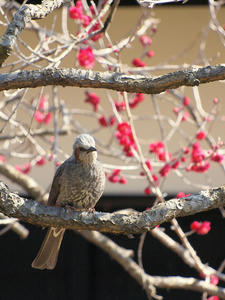 20100304_1250shuusei.jpg