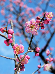 20100304_1258shuusei.jpg