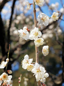 20100304_1262shuusei.jpg