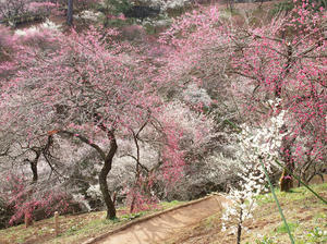 20100317_53shuusei.jpg