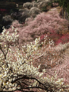 20100317_71shuusei.jpg