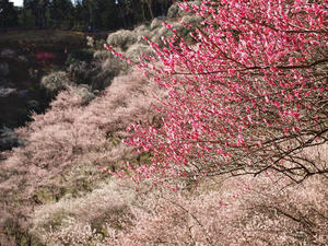 20100317_80shuusei.jpg