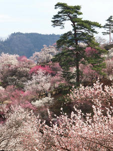 20100317_85shuusei.jpg
