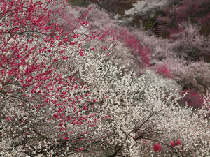 20100317_102shuusei.jpg
