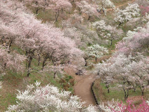 20100317_115shuusei.jpg