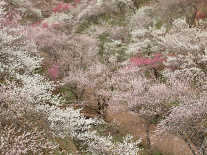20100317_221shuusei.jpg