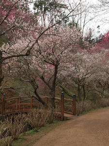 20100317_233shuusei.jpg