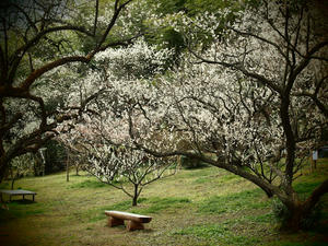 20100317_291shuusei.jpg