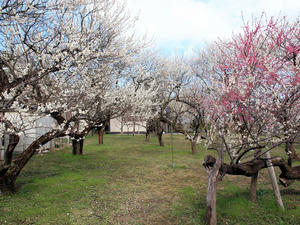 20100317_298shuusei.jpg