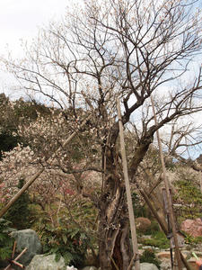 20100317_277shuusei.jpg