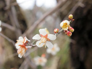 20100317_283shuusei.jpg