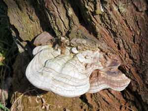 20100317_316shuusei.jpg