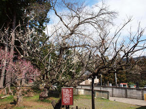 20100317_322shuusei.jpg
