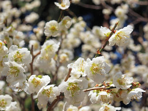 20100317_326shuusei.jpg
