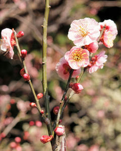20100317_331shuusei.jpg