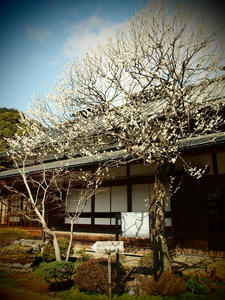 20100317_347shuusei.jpg
