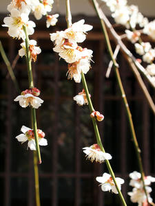 20100317_354shuusei.jpg