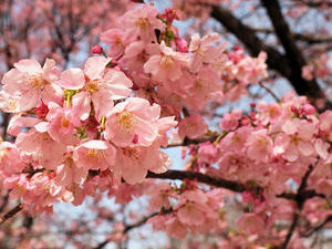 20100324_104shuusei.jpg