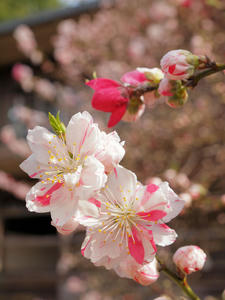 20100324_66shuusei.jpg