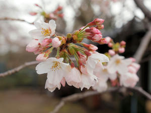 20100327_33shuusei.jpg