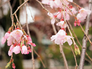 20100327_17shuusei.jpg