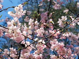 20100327_173shuusei.jpg