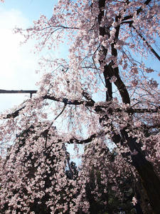 20100327_218shuusei.jpg