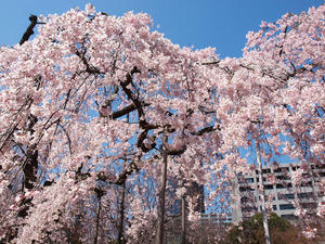 20100327_110shuusei.jpg