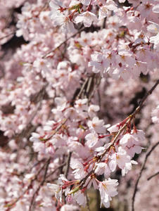 20100327_114shuusei.jpg