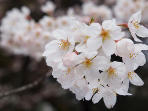 20100328_19shuusei.jpg