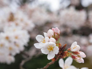 20100328_27shuusei.jpg