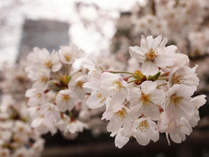 20100328_38shuusei.jpg