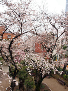20100328_61shuusei.jpg