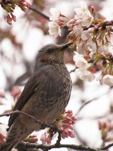 20100328_64shuusei.jpg