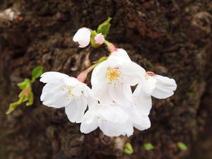 20100328_56shuusei.jpg