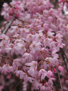 20100328_78shuusei.jpg