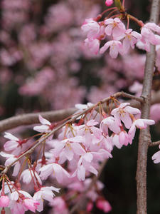 20100328_80shuusei.jpg