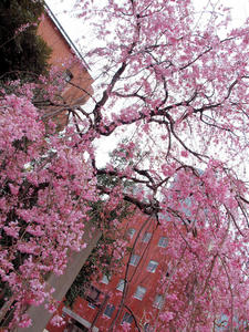 20100328_85shuusei.jpg